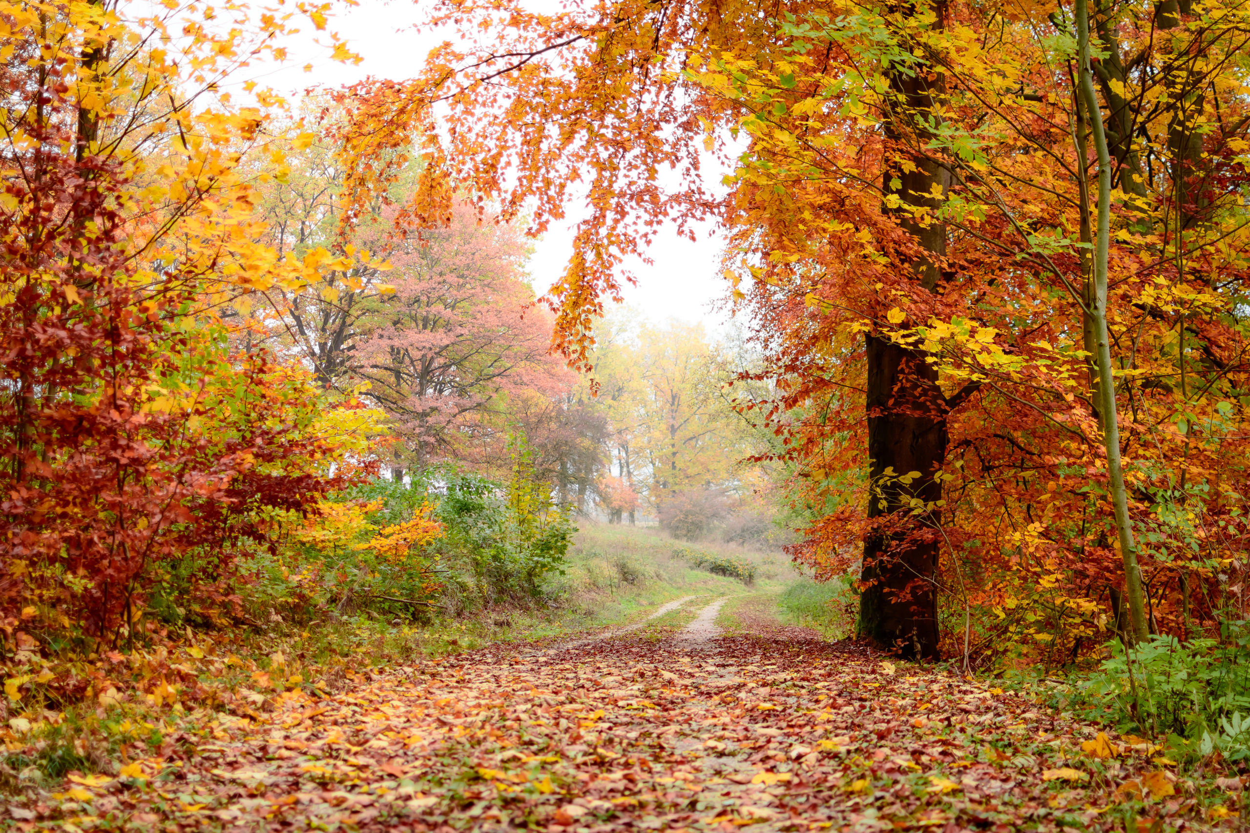 9 must-see fall foliage spots in US and Europe