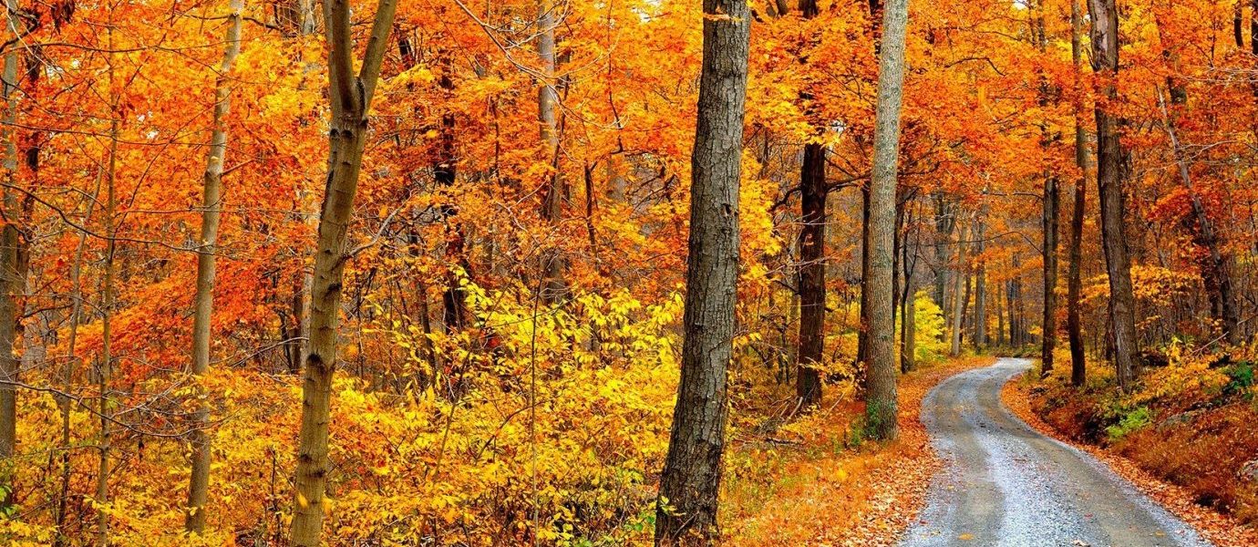 Leaf Peeping in London: 10 Places to See the Autumn Leaves Change Colour
